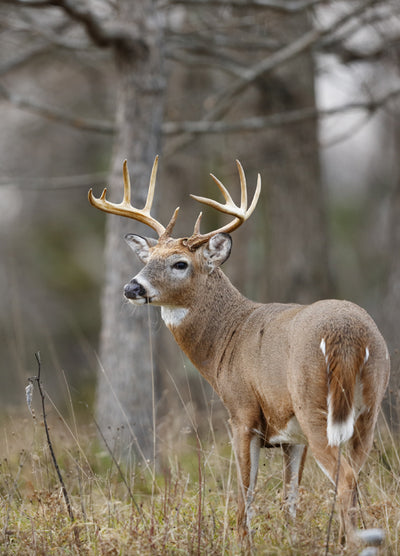Wildlife Management