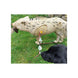 Rinehart Signature Coyote 3D Target