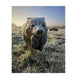 Rinehart Signature Coyote 3D Target
