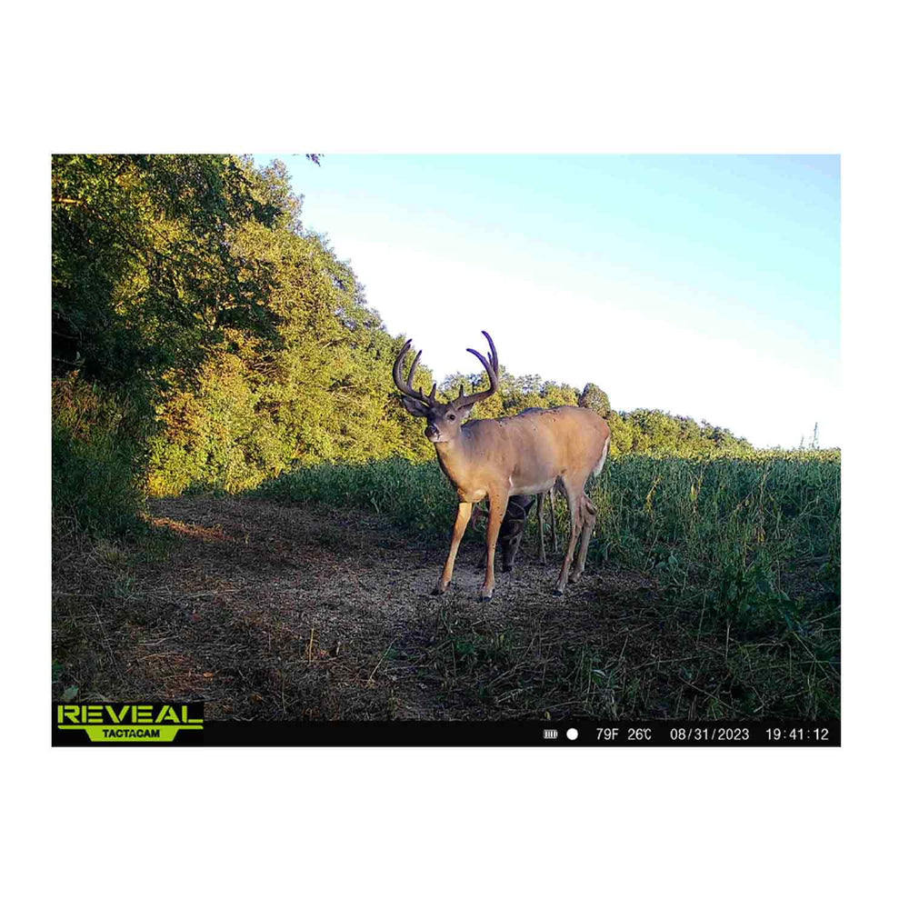 Domain Bad Habit Protein Based Attractant