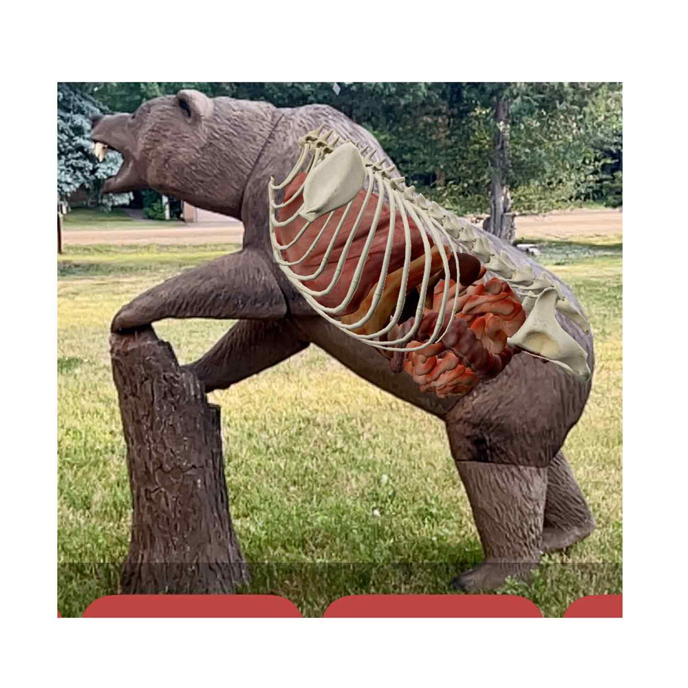 Delta McKenzie Grizzly Bear Pro X-Ray Series 3D Target