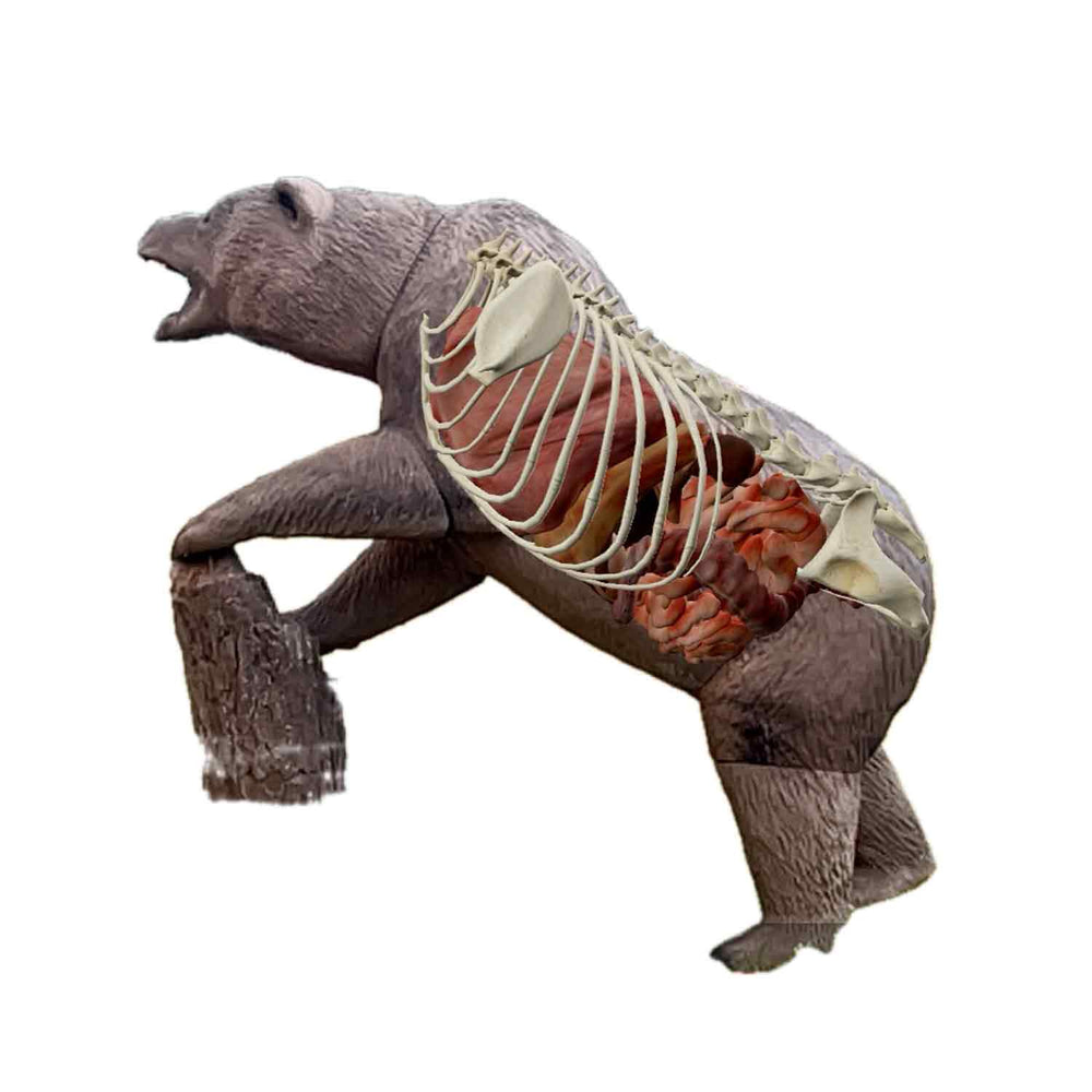 Delta McKenzie Grizzly Bear Pro X-Ray Series 3D Target