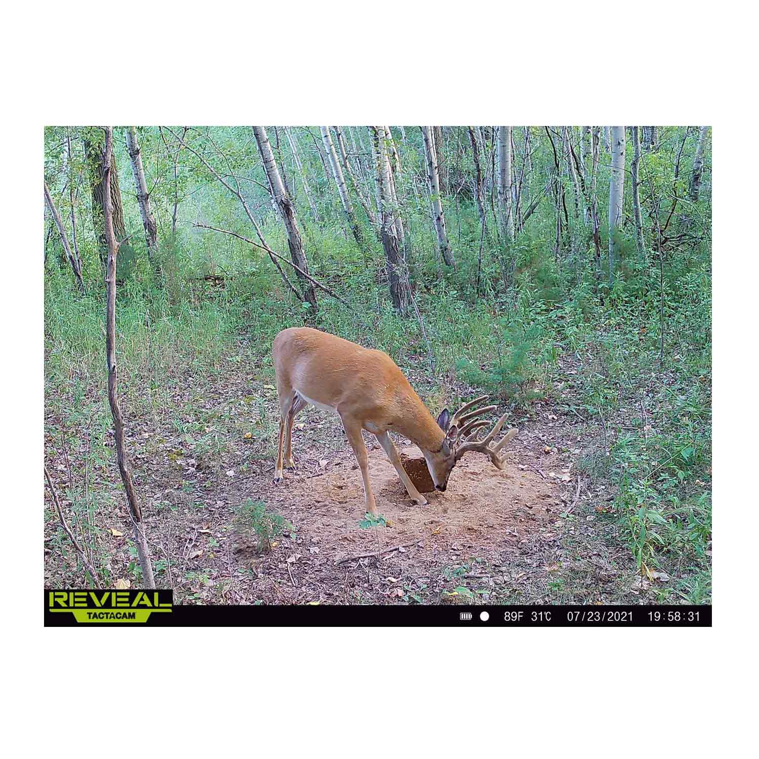 Domain Stockpile XL Deer Nutrition Block