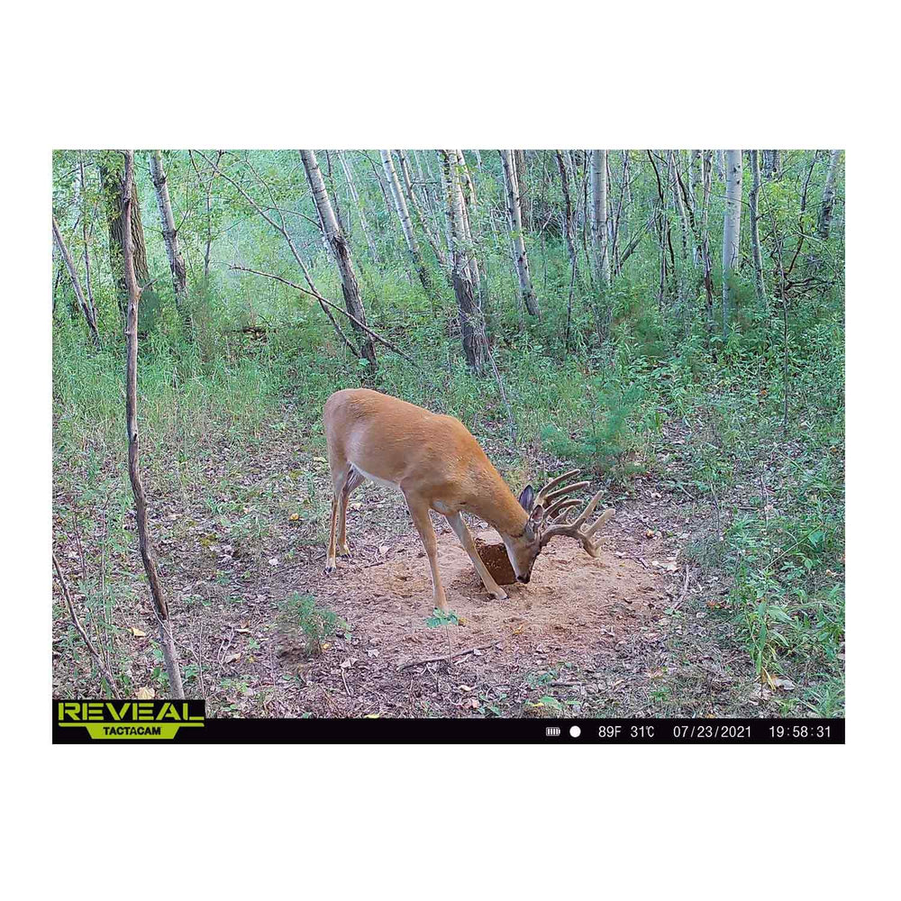 Domain Stockpile XL Deer Nutrition Block