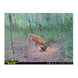 Domain Stockpile XL Deer Nutrition Block