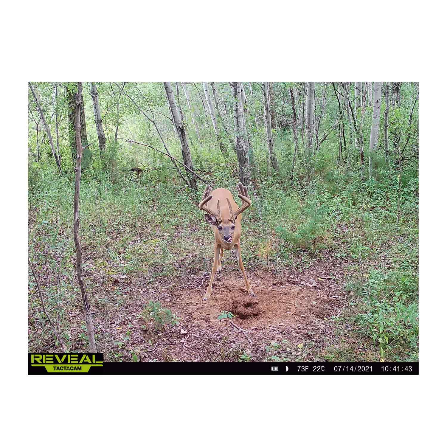 Domain Stockpile XL Deer Nutrition Block