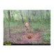 Domain Stockpile XL Deer Nutrition Block