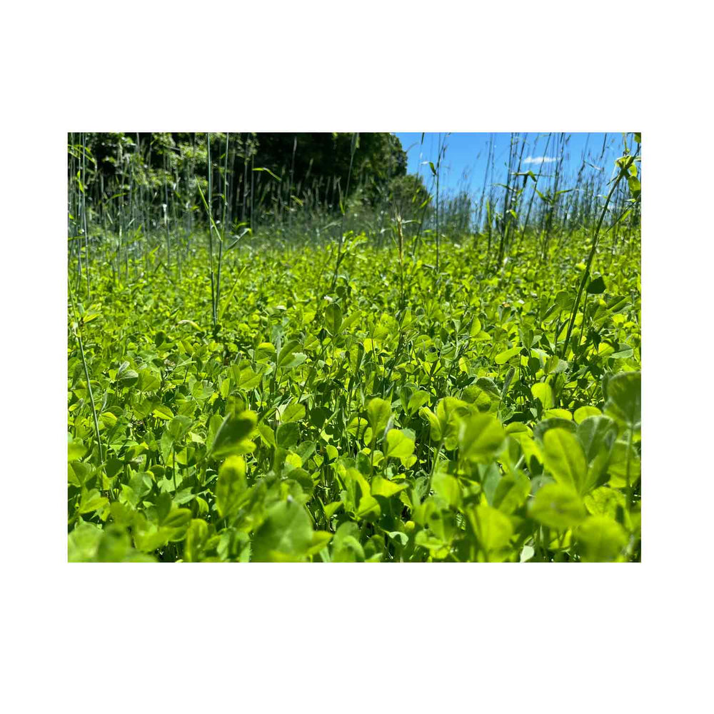 Domain Clutch Clover Food Plot Seed 1/4 Acre