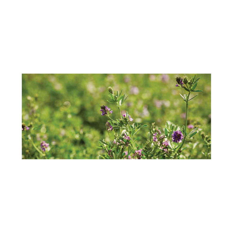 Domain Food Plot Seed Pounder