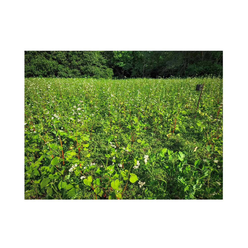 Domain Food Plot Seed Pounder