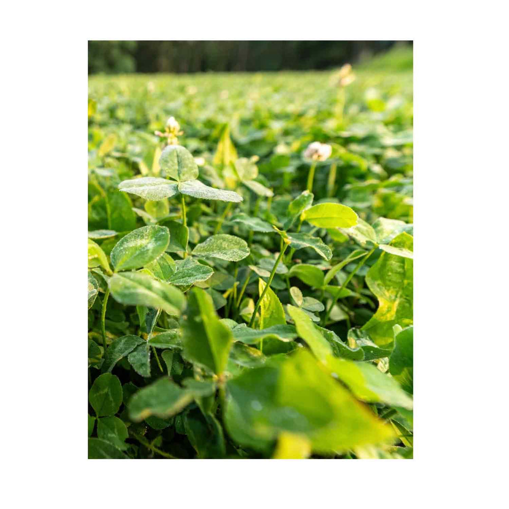 Domain Food Plot Seed Pounder