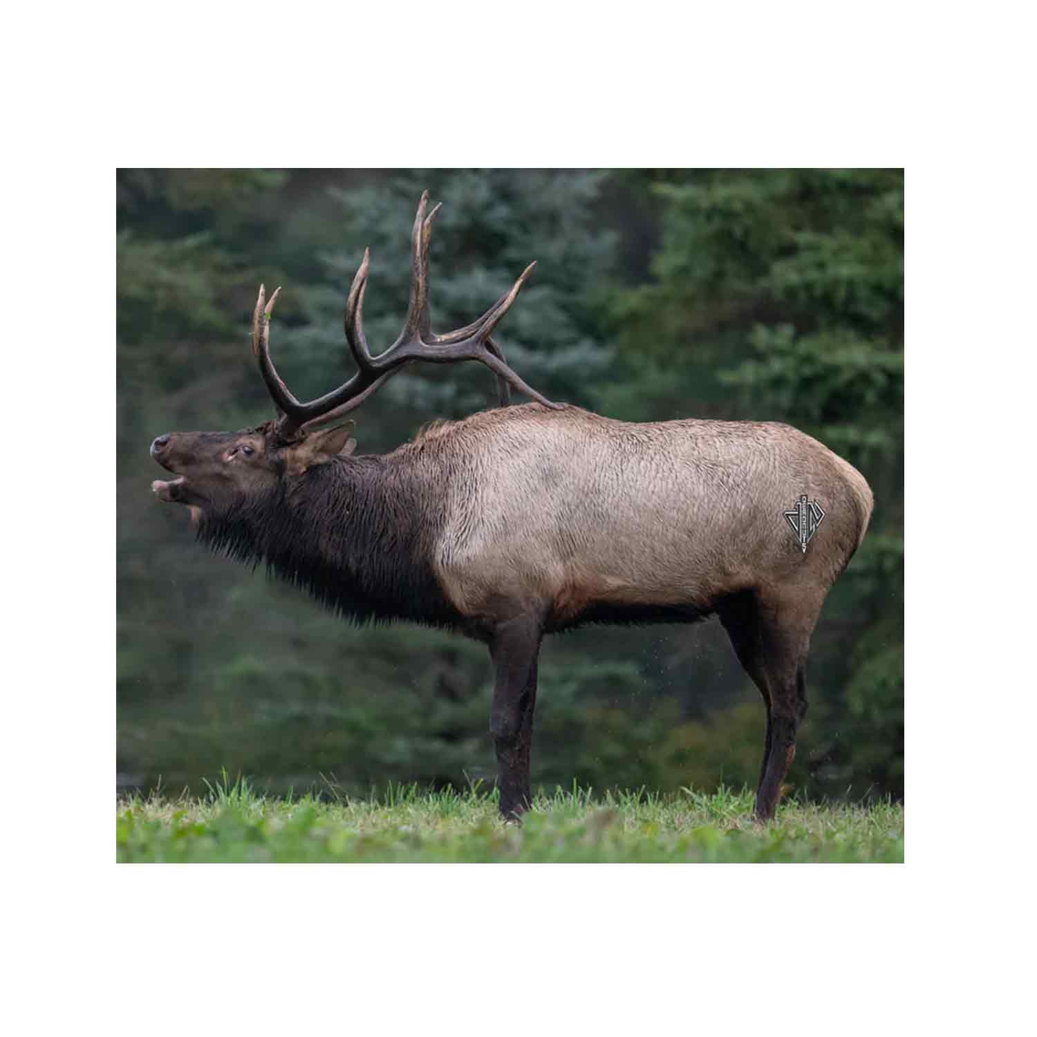 Deadnuts Outdoors 2D Bull Elk Broadside QuivAR Target