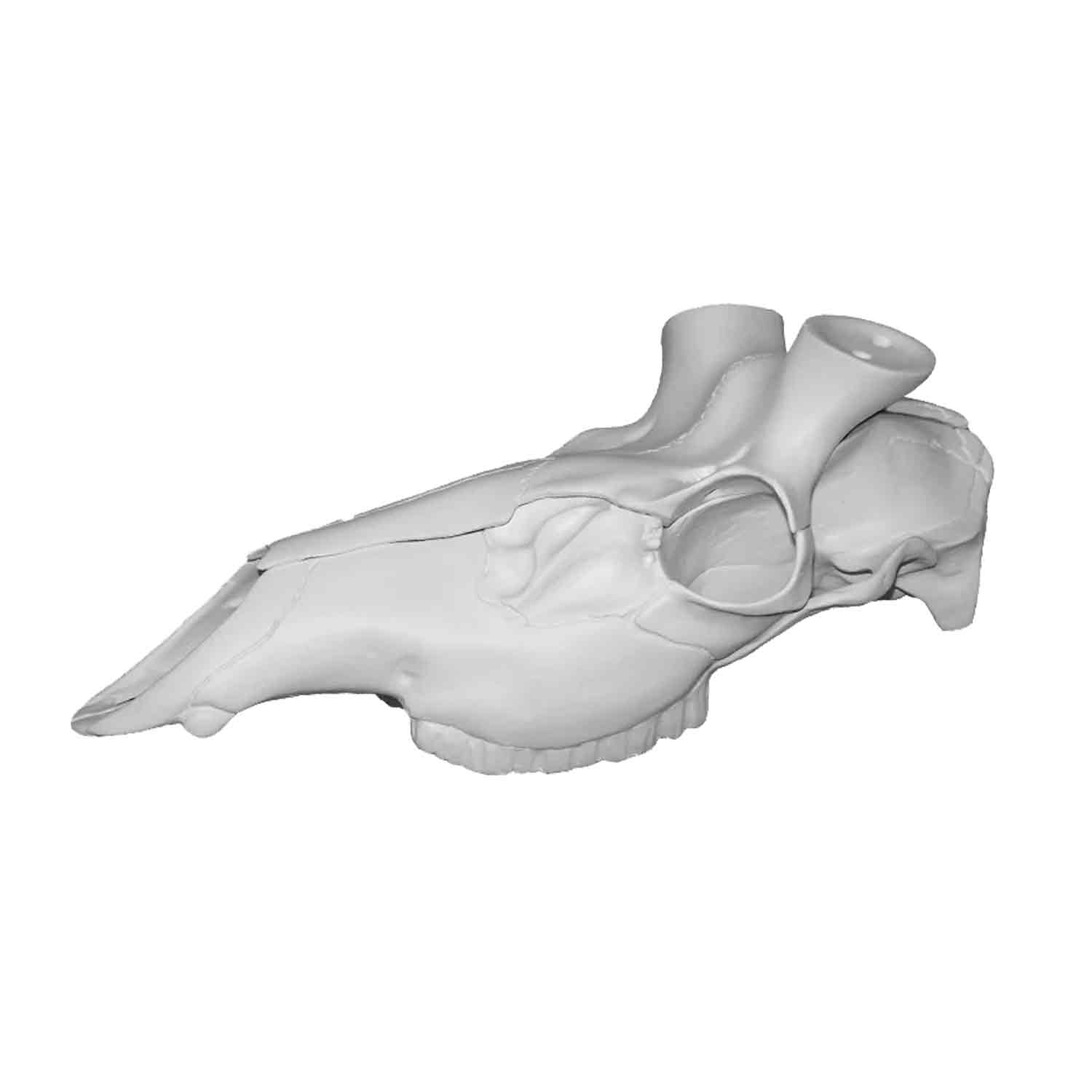 Illusion Elk Skull Master European Mounting Kit