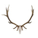 Illusion Elk Skull Master European Mounting Kit