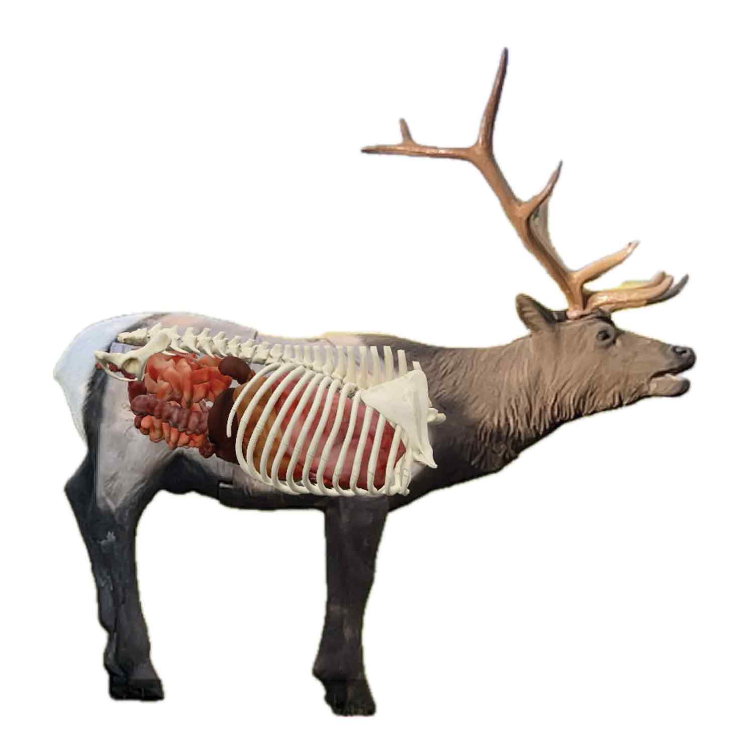 Delta McKenzie Elk QuivAR Enabled Pro 3D Target