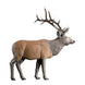 Rinehart Elk Target