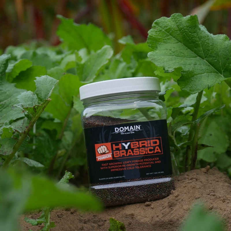 Jar of Domain Hybrid Brassica seeds in a food plot setting