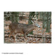 NiceTargets Deer Targets