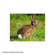 NiceTargets Rabbit Target