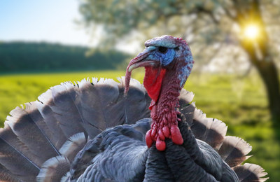 Gear You Need This Turkey Season
