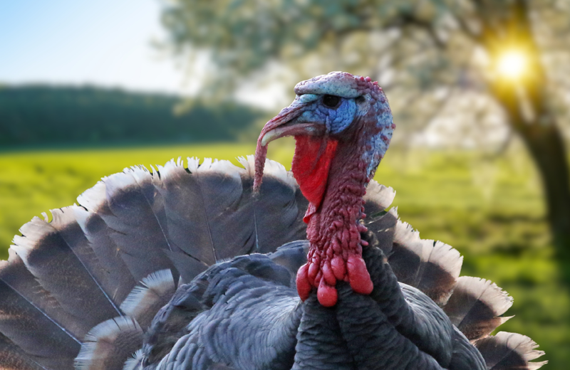 Gear You Need This Turkey Season