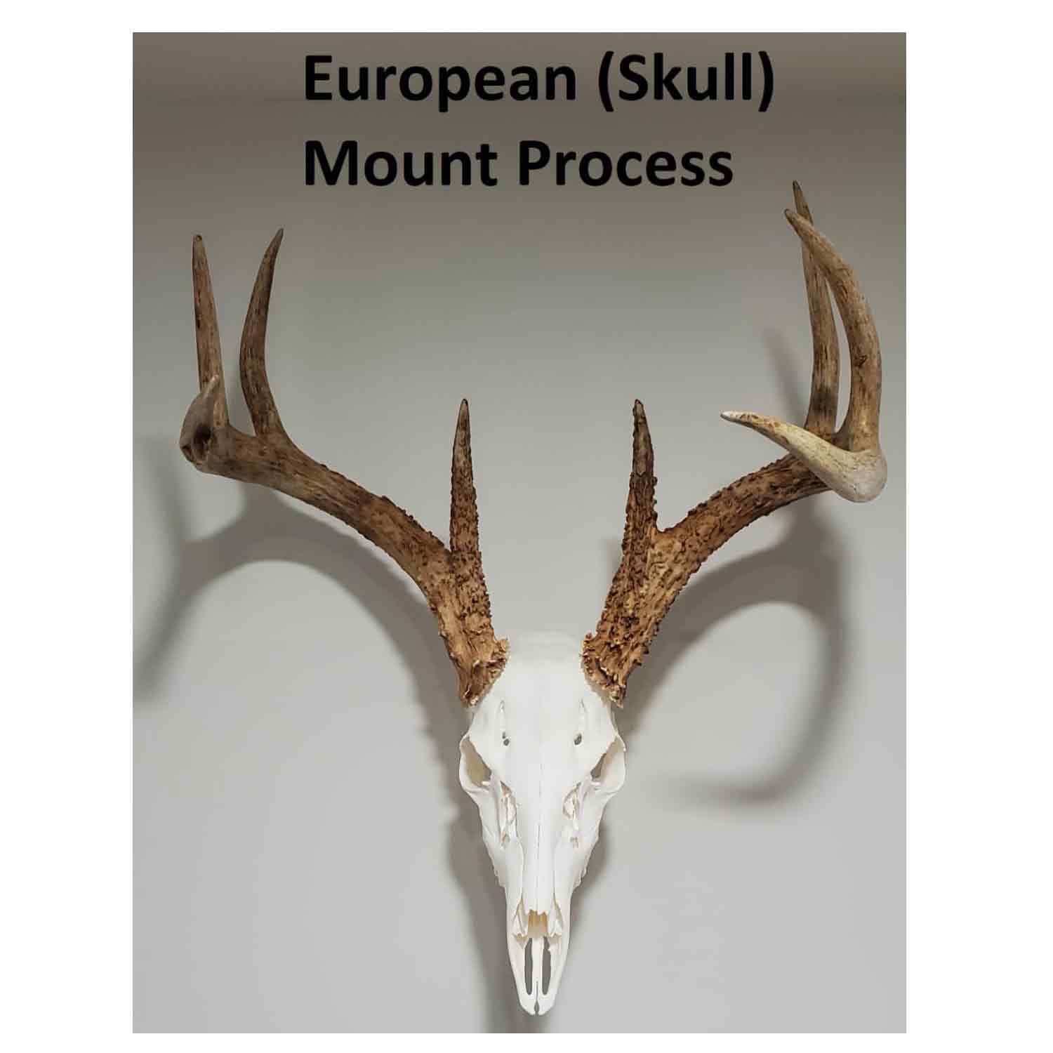 European Skull Mount Process Book by Kyle Hackett