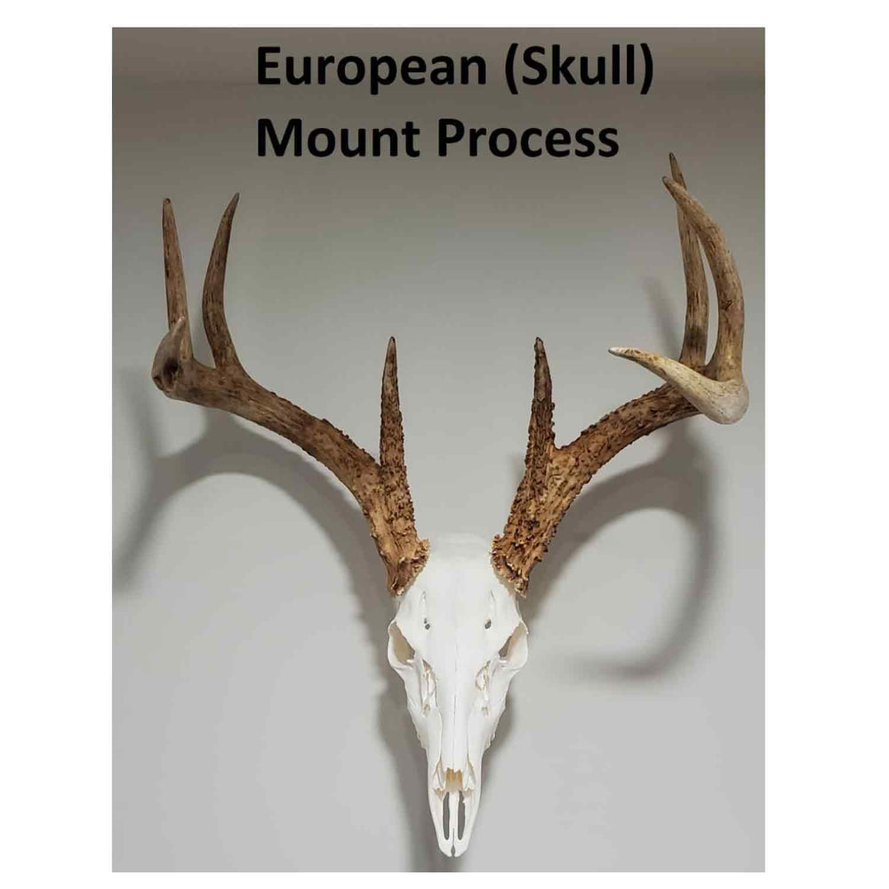 European Skull Mount Process Book by Kyle Hackett