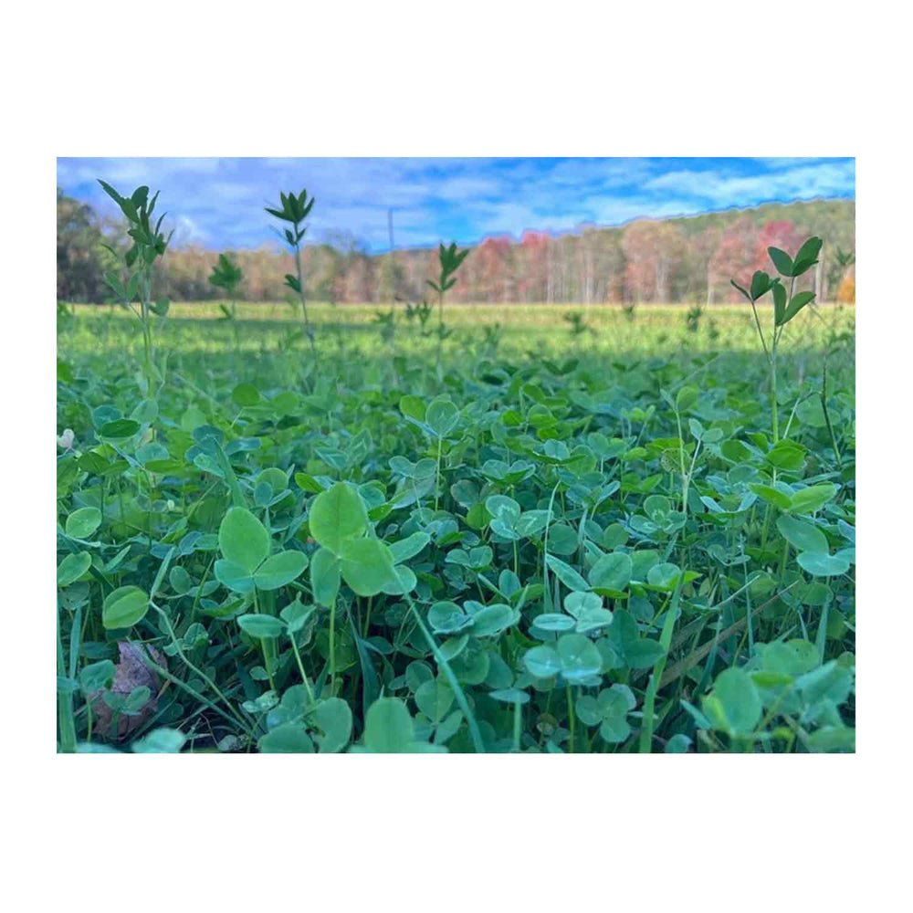 Domain Comback Kid Food Plot Seed