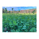 Domain Comback Kid Food Plot Seed