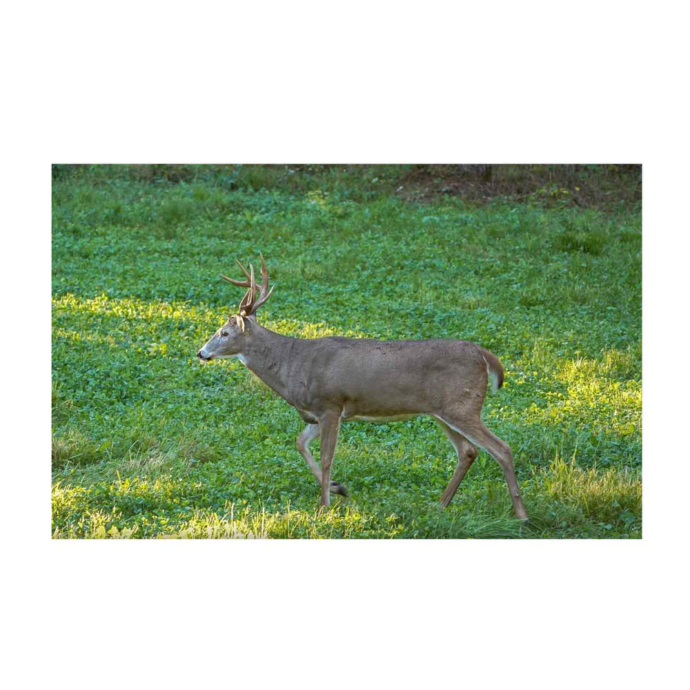 Domain Comback Kid Food Plot Seed