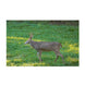 Domain Comback Kid Food Plot Seed