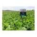 Domain Comback Kid Food Plot Seed