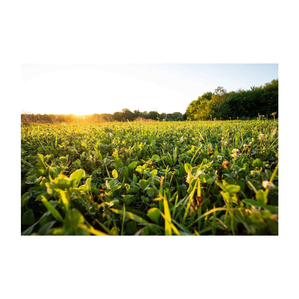 Domain Comback Kid Food Plot Seed
