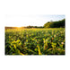 Domain Comback Kid Food Plot Seed