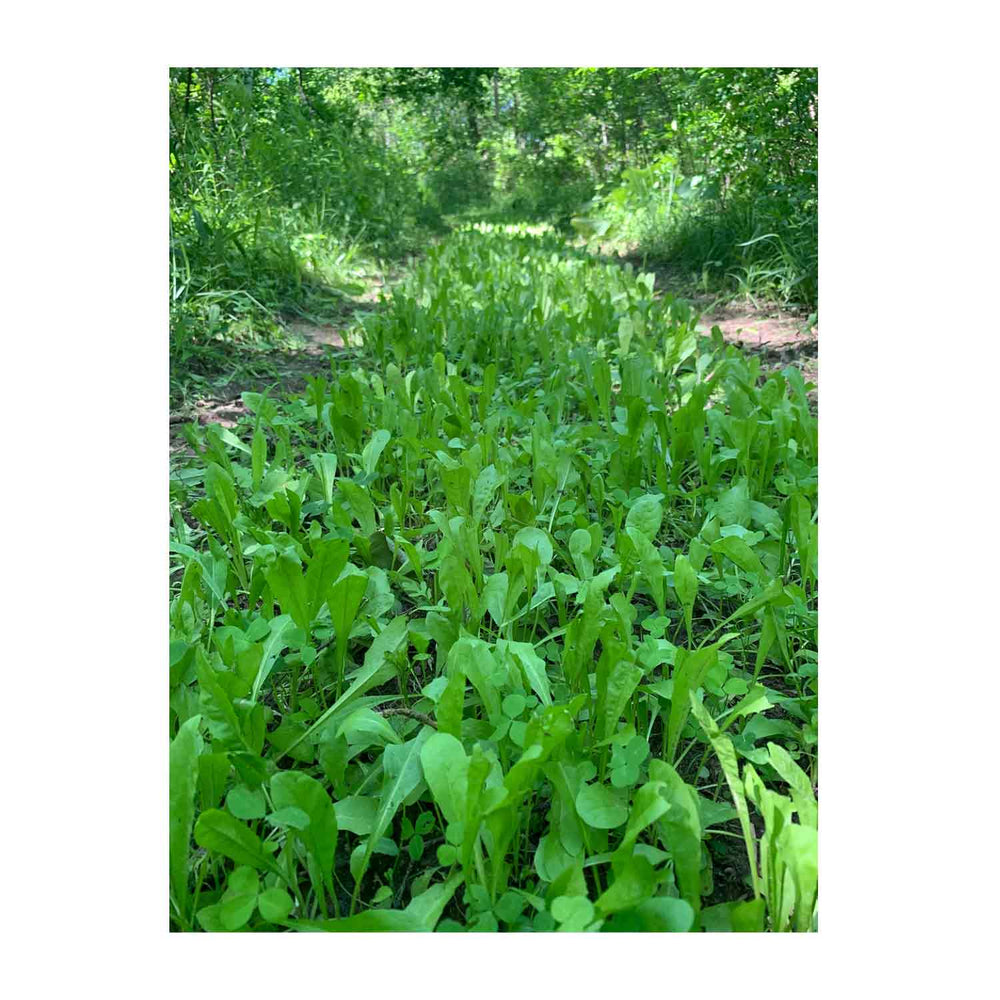 Domain Hot Chic Food Plot Seed