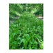 Domain Hot Chic Food Plot Seed
