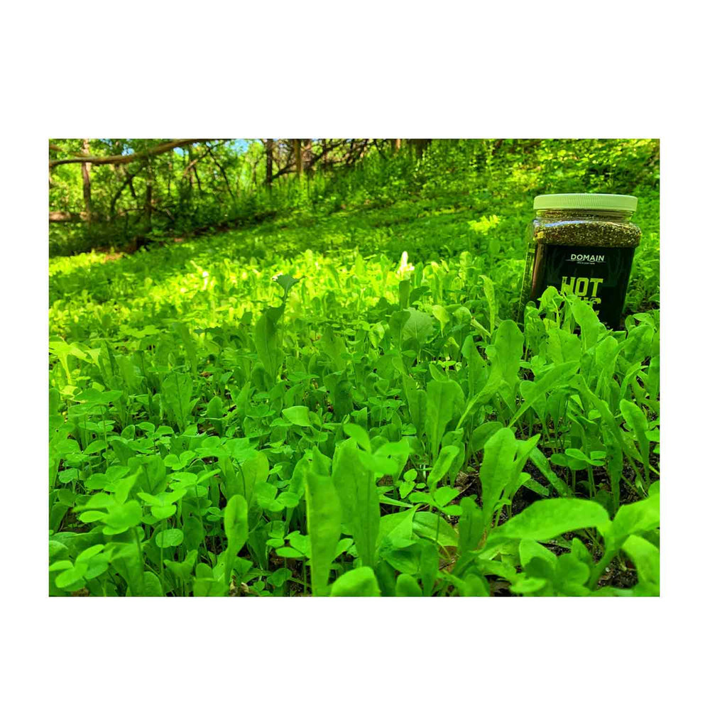 Domain Hot Chic Food Plot Seed