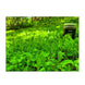 Domain Hot Chic Food Plot Seed