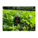 Domain Big Sexy Food Plot Seed 1/2 Acre