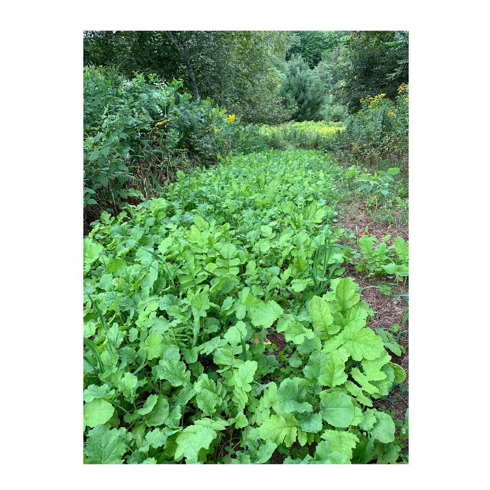 Domain NO BS Food Plot Seed