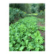 Domain NO BS Food Plot Seed