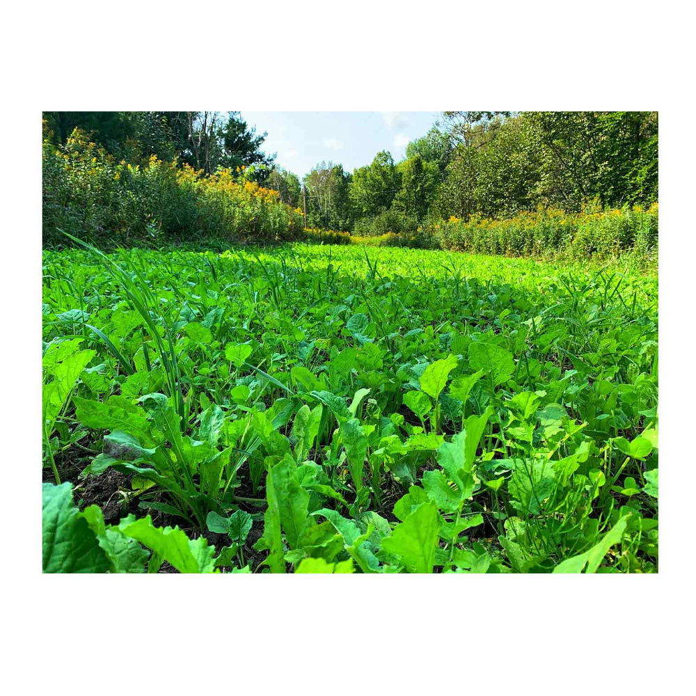 Domain NO BS Food Plot Seed