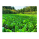 Domain NO BS Food Plot Seed