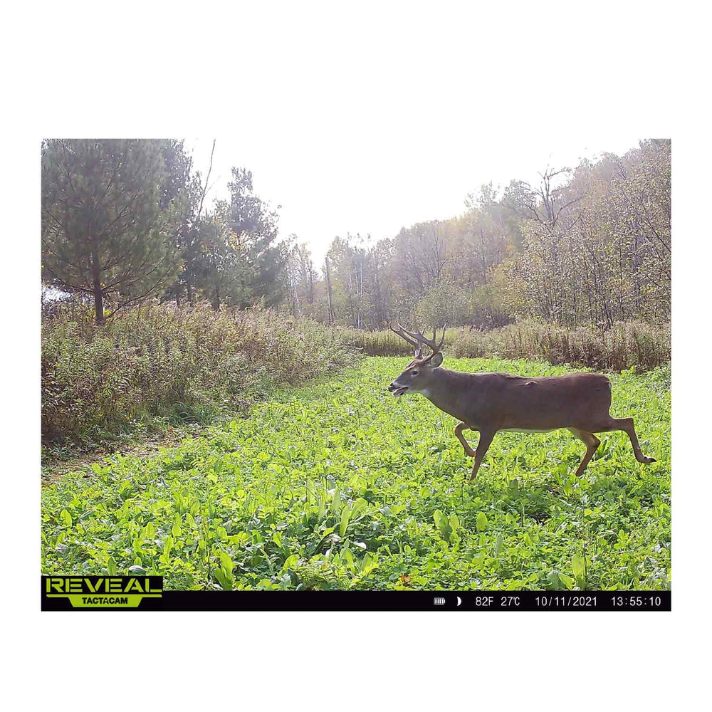 Domain NO BS Food Plot Seed