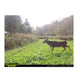 Domain NO BS Food Plot Seed