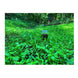 Domain NO BS Food Plot Seed