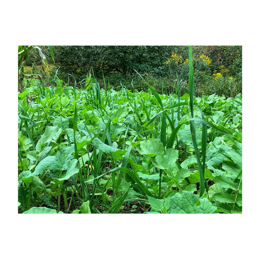 Domain Green Machine Food Plot Seed 1/4 Acre