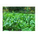 Domain Green Machine Food Plot Seed 1/4 Acre