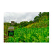 Domain Green Machine Food Plot Seed 1/4 Acre