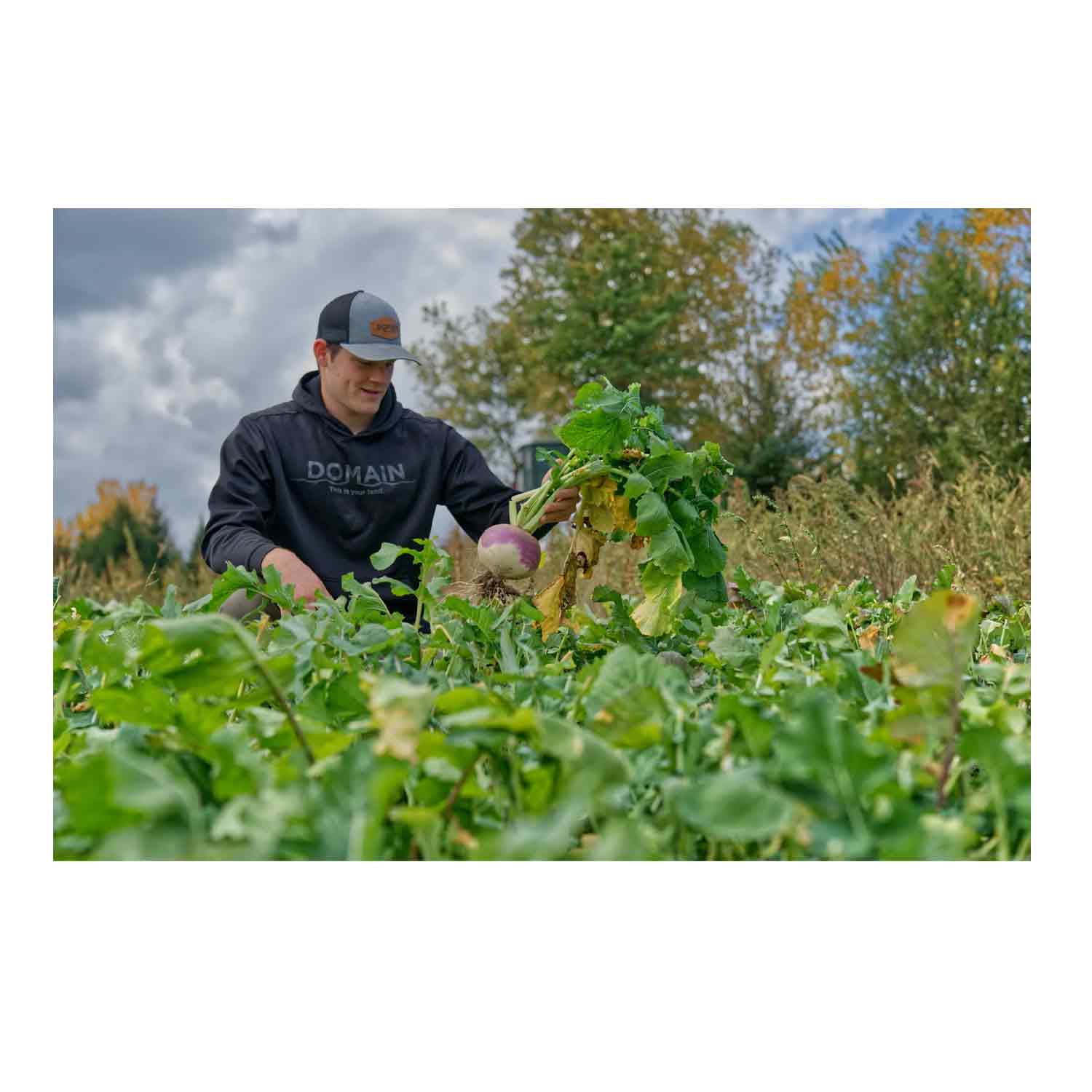 Domain Sugar Mamma Food Plot Seed